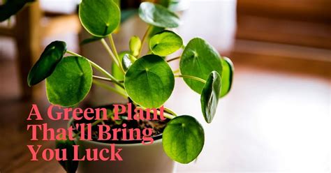 moneyplant777|How to Care for Your Chinese Money Plant .